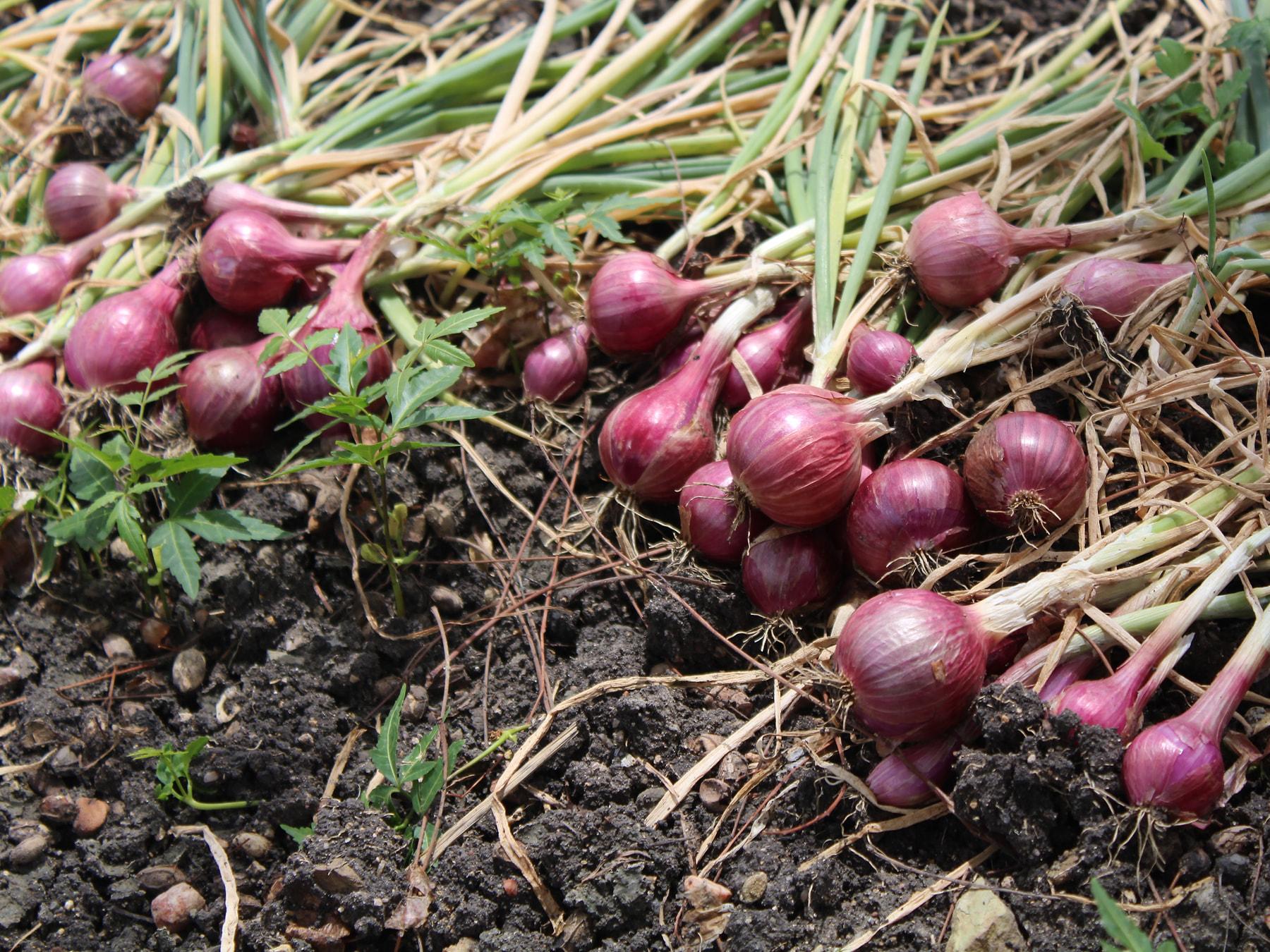 Fresh red onions — Onion supplied by Ahmed Trading Company for export