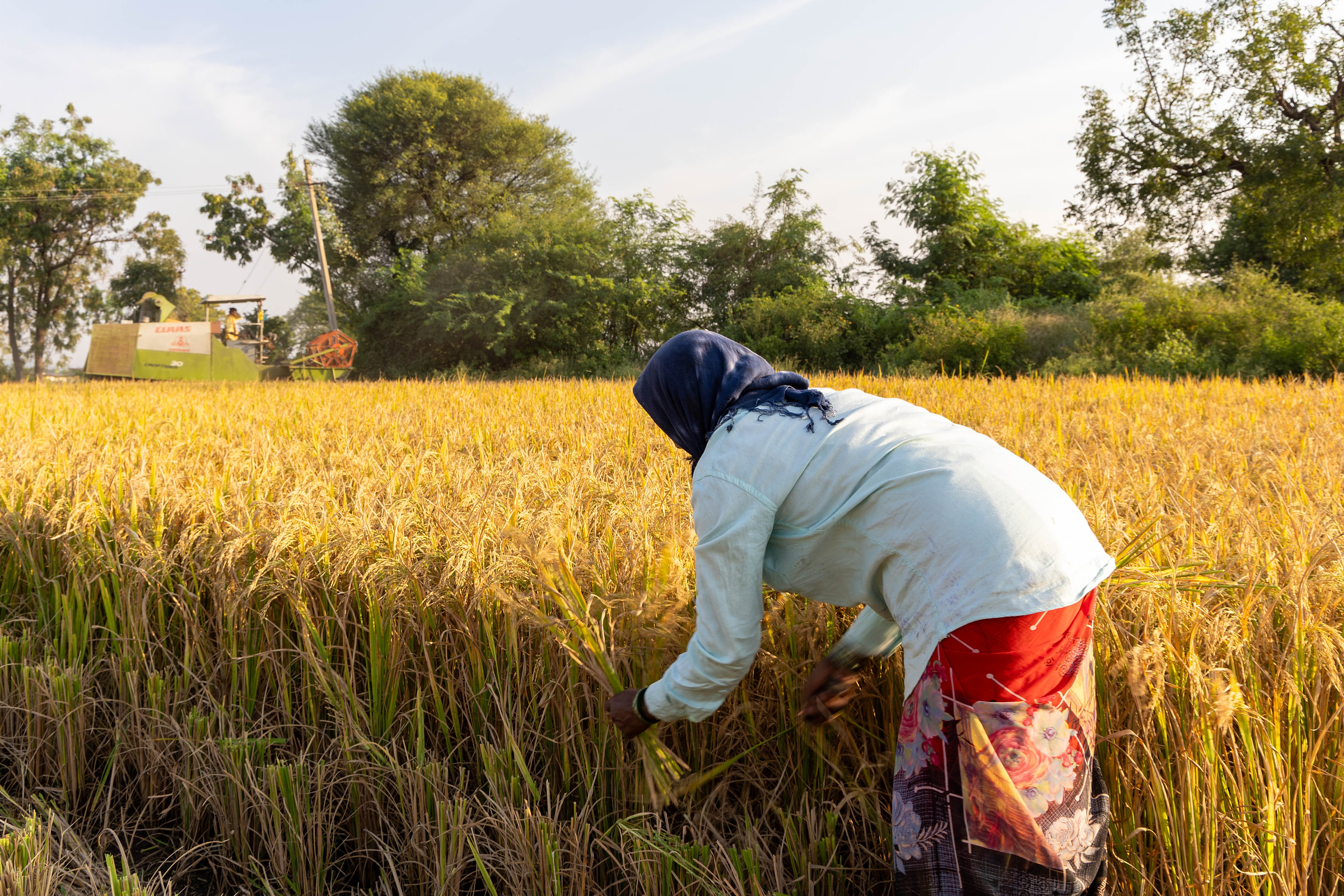 Paddy being harvested in an Indian field